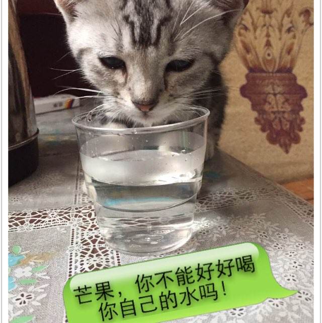 假公证书过户
